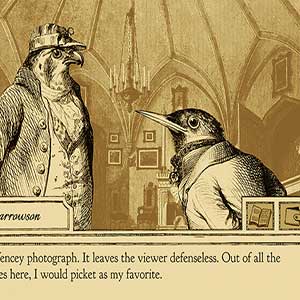 Fotografía del gorrión vallado