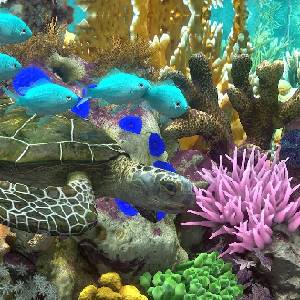 Behind Glass: Aquarium Simulator - Tortuga Marina