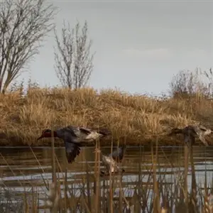 BULT: Hunting simulator - Patos Salvajes