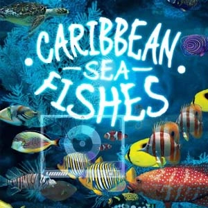 Caribbean Sea Fishes