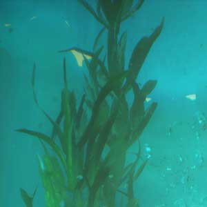 Call of the Sea El fondo del océano