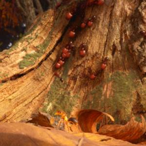 Empire of the Ants - Bosque