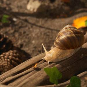 Empire of the Ants - Caracol