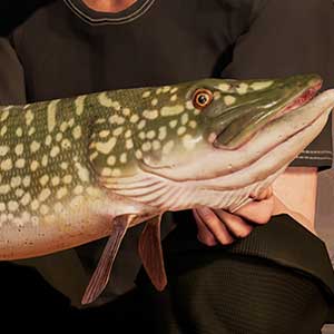 Bass Fishing