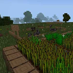 grass sway in the breeze