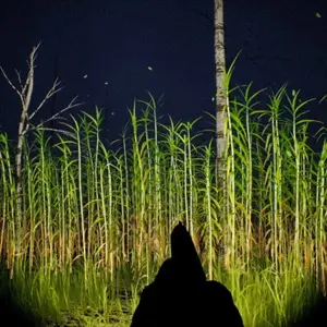 Outfield - Arma