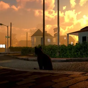 Peace Island - Calle