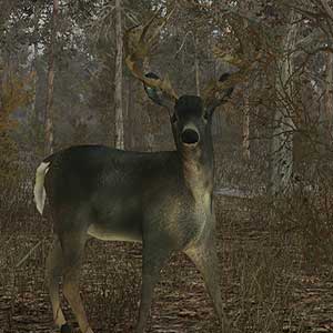 Pro Deer Hunting - Blanco