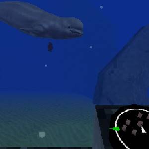 Sea under the sea under the sea - Ballena