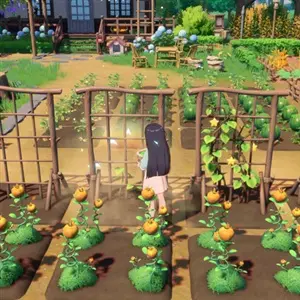 Starsand Island - Plantación