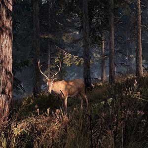 This Land Is My Land - Ciervo