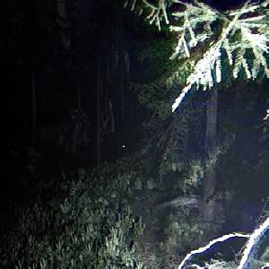 Together After Dark - Rama de Arbol