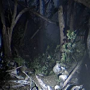 Together After Dark - Bosque