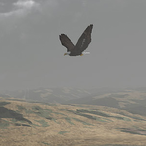 WolfQuest - Águila Calva